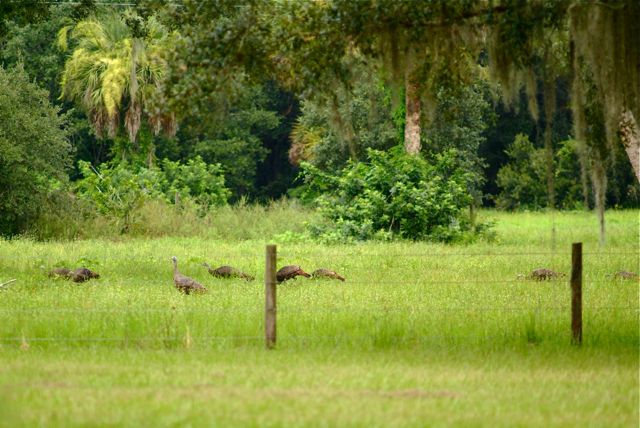 Osceola Turkeys