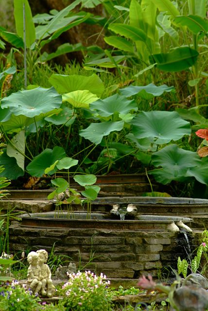 Lotus Garden