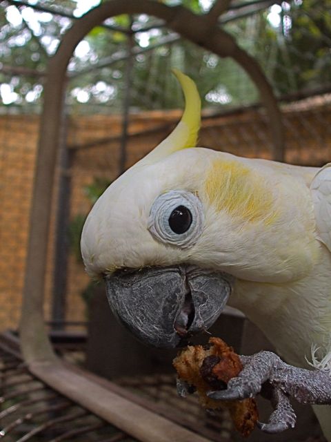 Snappy the "Bye Bye" Bird