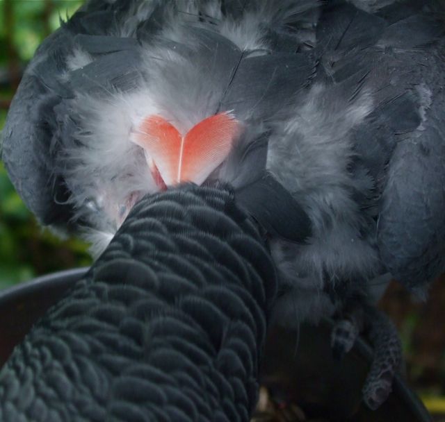 I <3 You Too, Sammy Bird