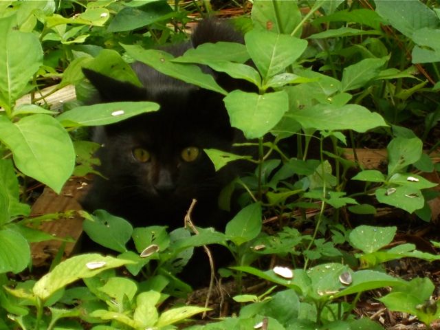 Ambush
