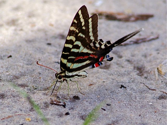 Ze-butterfly 