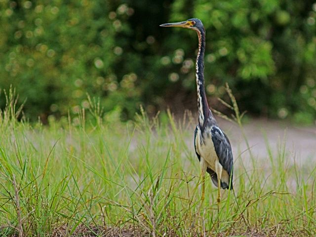 Tri-Color Heron