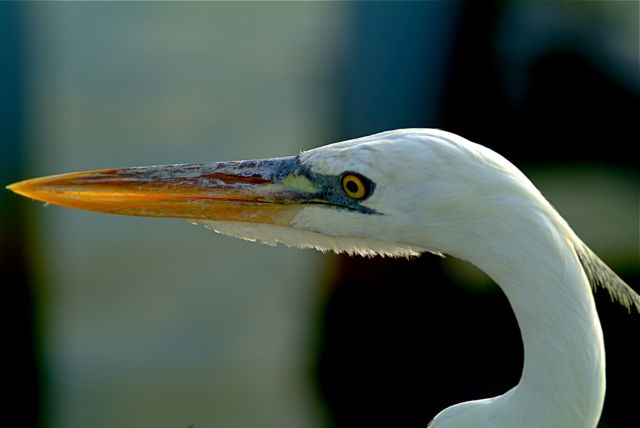 Great Egret