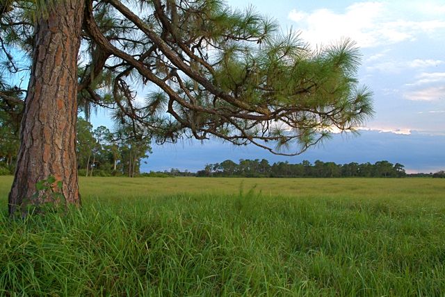 Cow's Eye View