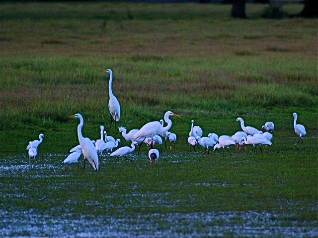 Egrets and Ibis