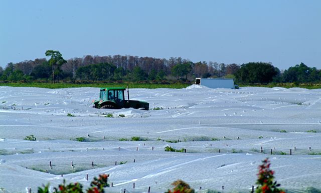 Florida Snow  