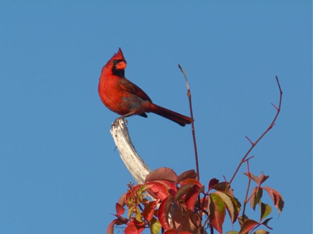 Tweeter