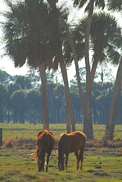 Florida Backroads 1