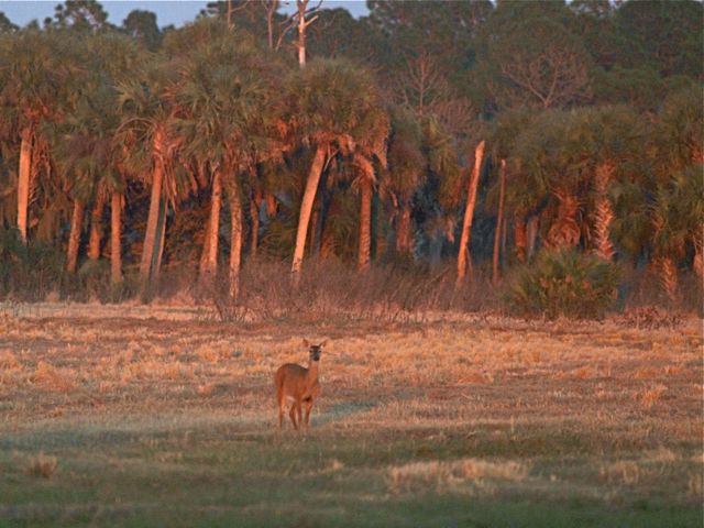 Florida Backroads 2