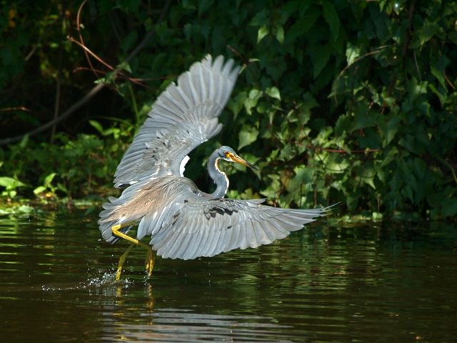 Tri-Color Heron 2