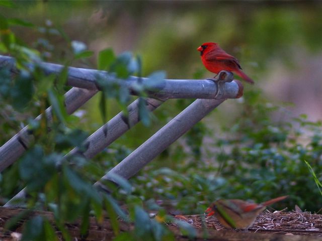 Little Red