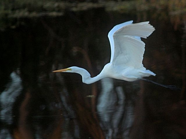 Great Egret 2