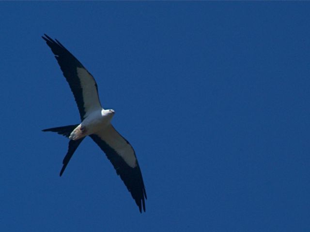 Swallow Tail Kite