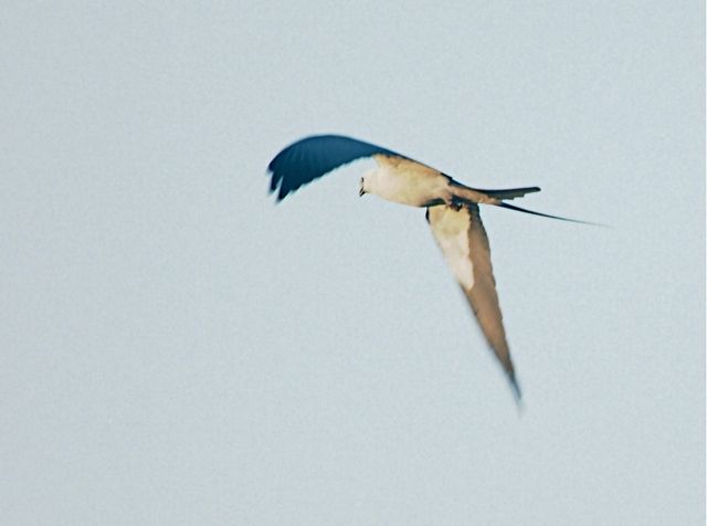 Swallow Tail Kite 2