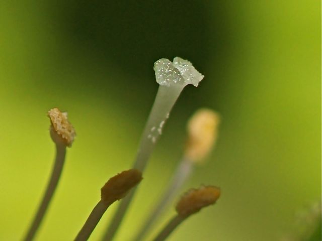 Pistil Pucker