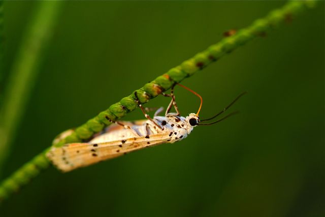 Bella Moth