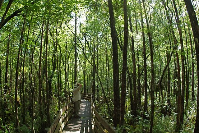 Six Mile Cypress Preserve 