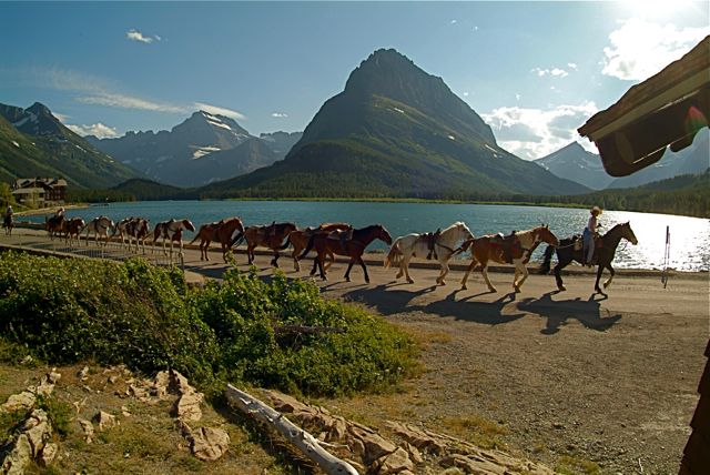 Mild Horses