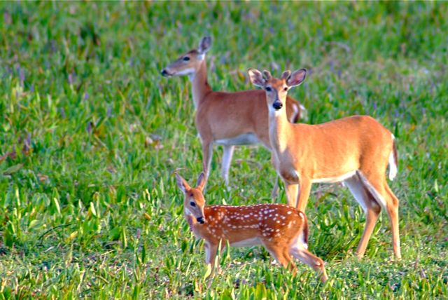 Bambi Family