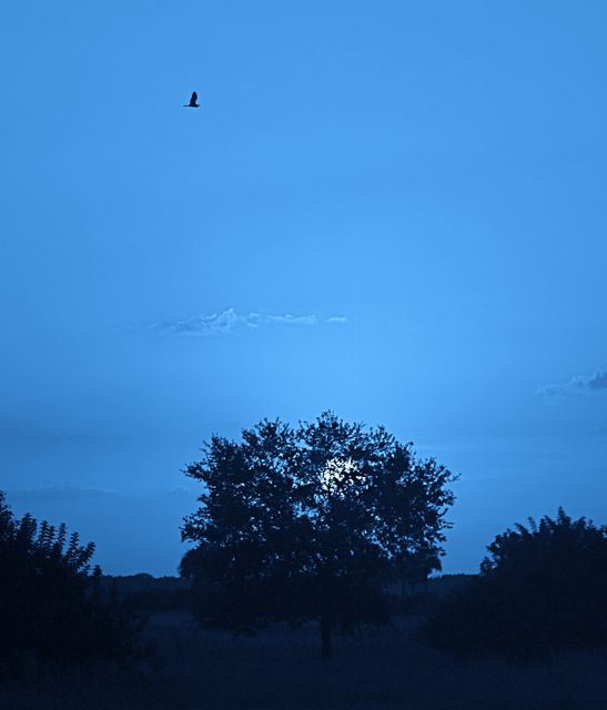 Heron at Moonrise