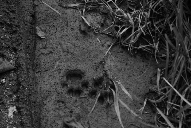 Cat Tracks in the Everglades