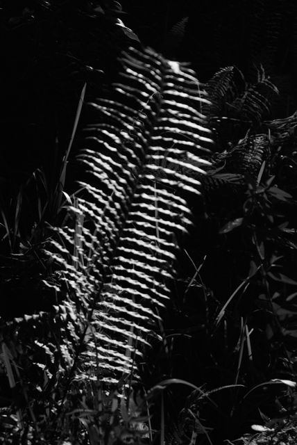 Fakahachee Fern