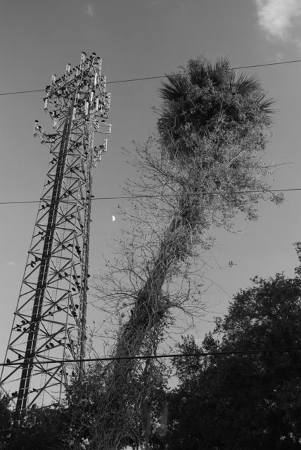 Modern Buzzard Roost