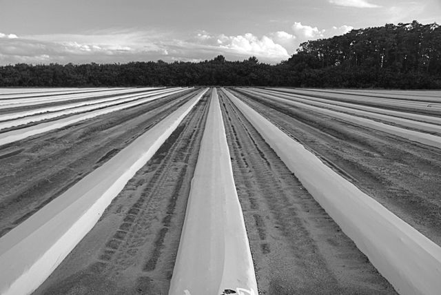 Tomato Field