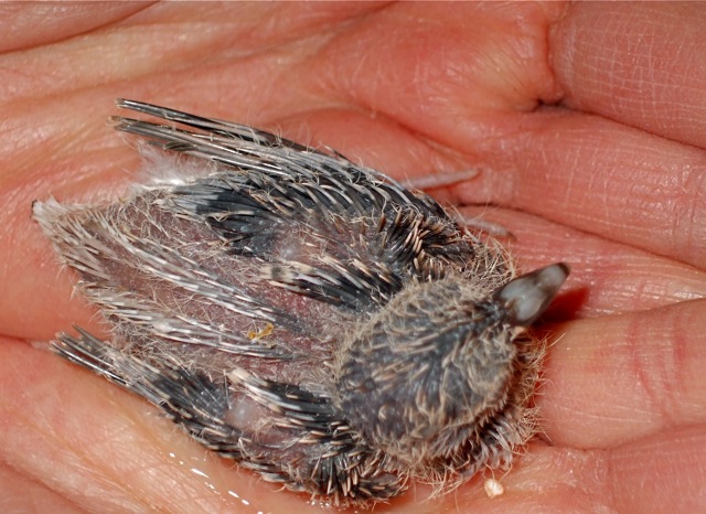 Diamond Dove @ 5 days