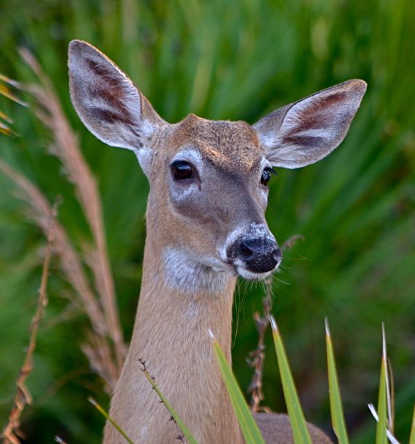 Flori-deer