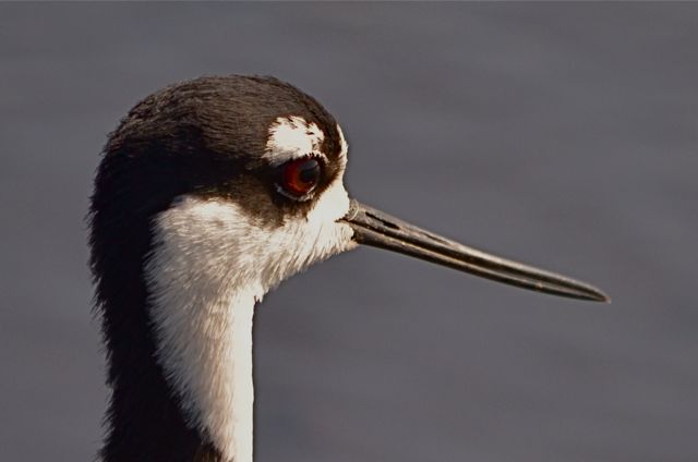 Stilt