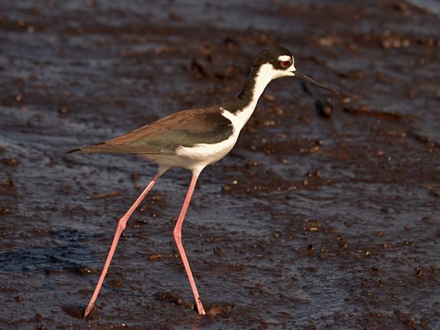 Black Necked Stilt