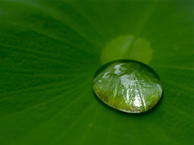  A Small Green Universe