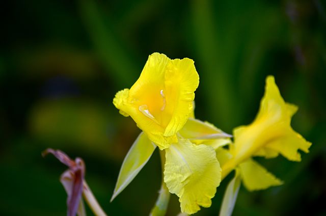 Wild and Yellow 2