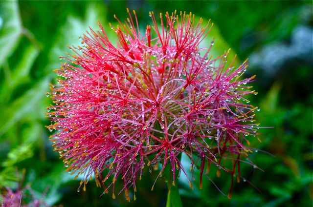 Blood Lily