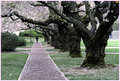cherry blossoms 2