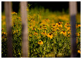 Daisy