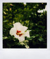 Indiana Flower 01