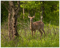 Des Plaines River Trail, Illinois - Wildlife