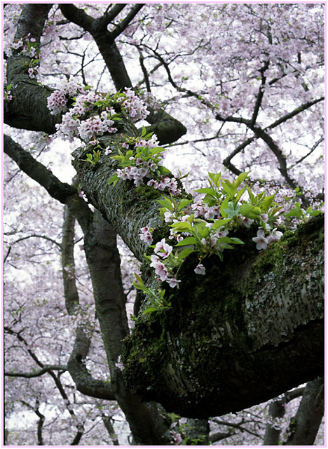 cherry blossoms 1