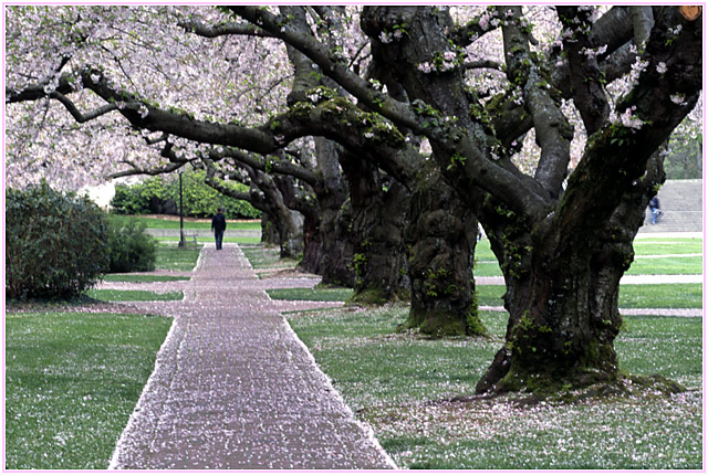 cherry blossoms 2