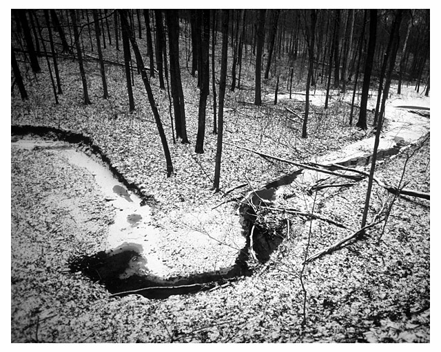woods in snow 2