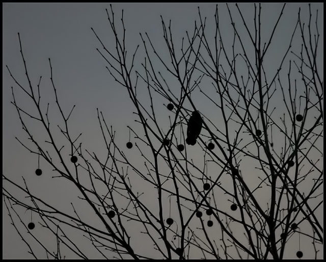 Day 11 - Nightfall