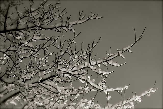 Last Shot 2007 (edited)