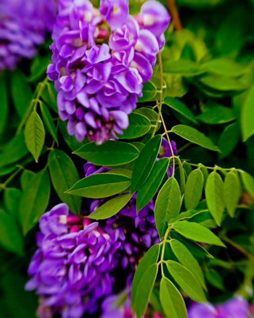 Day 05 - Branch & Bloom