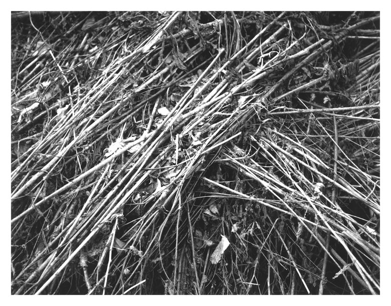 "Bundle of Sticks" - PAW 2012 - Week 07