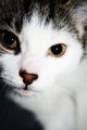 Hi im a cat