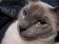 Princess Bluebell.JPG