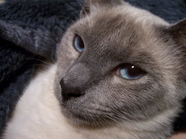 Princess Bluebell.JPG